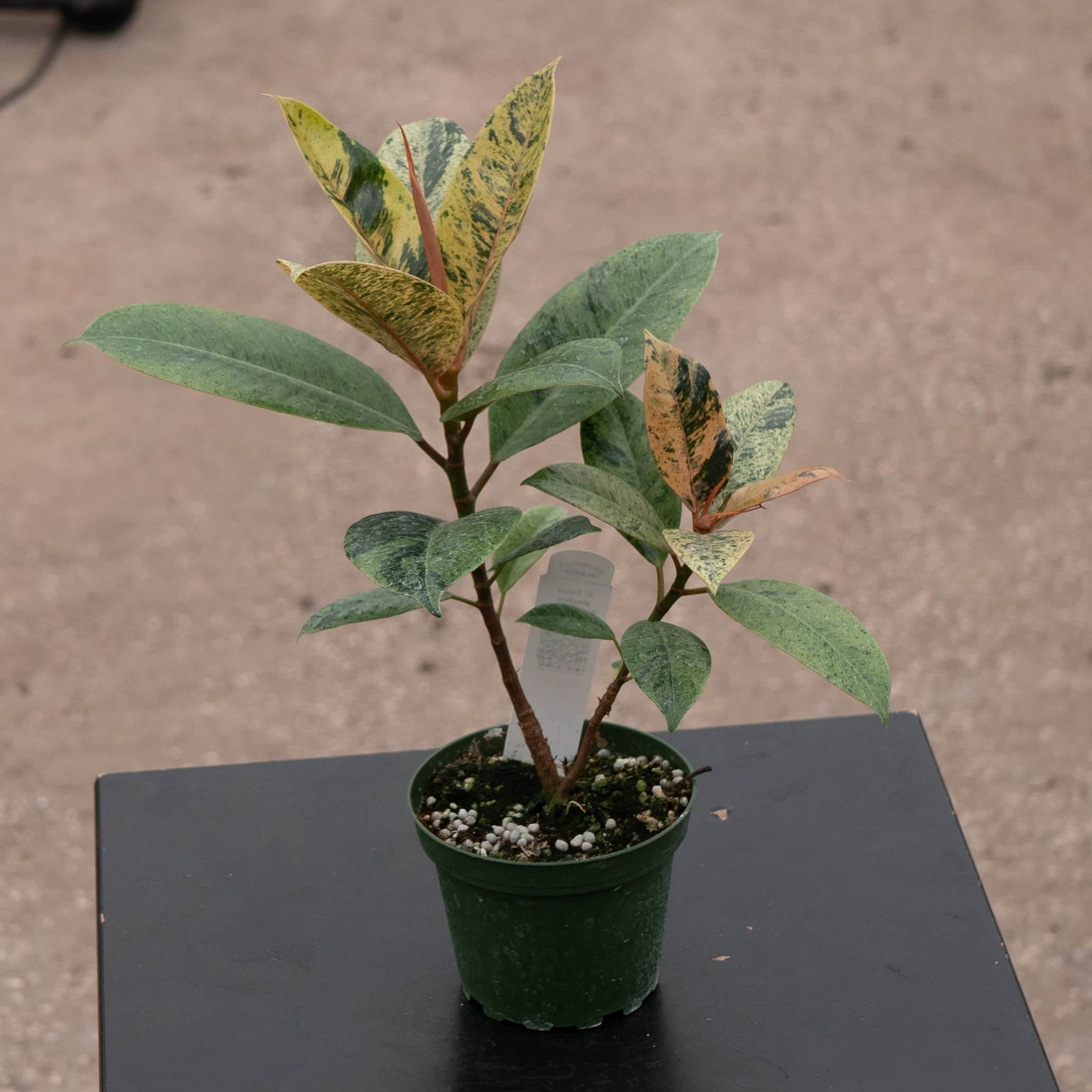 ficus elastica shivereana variegata Ficus elastica 'Shivereana'