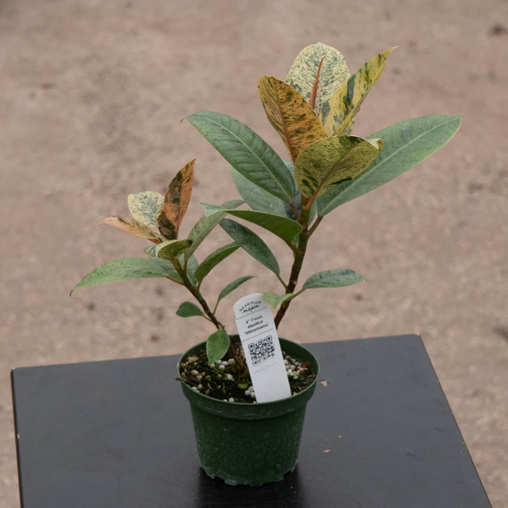 Gabriella Plants Ficus 4" Ficus elastica 'Shivereana'