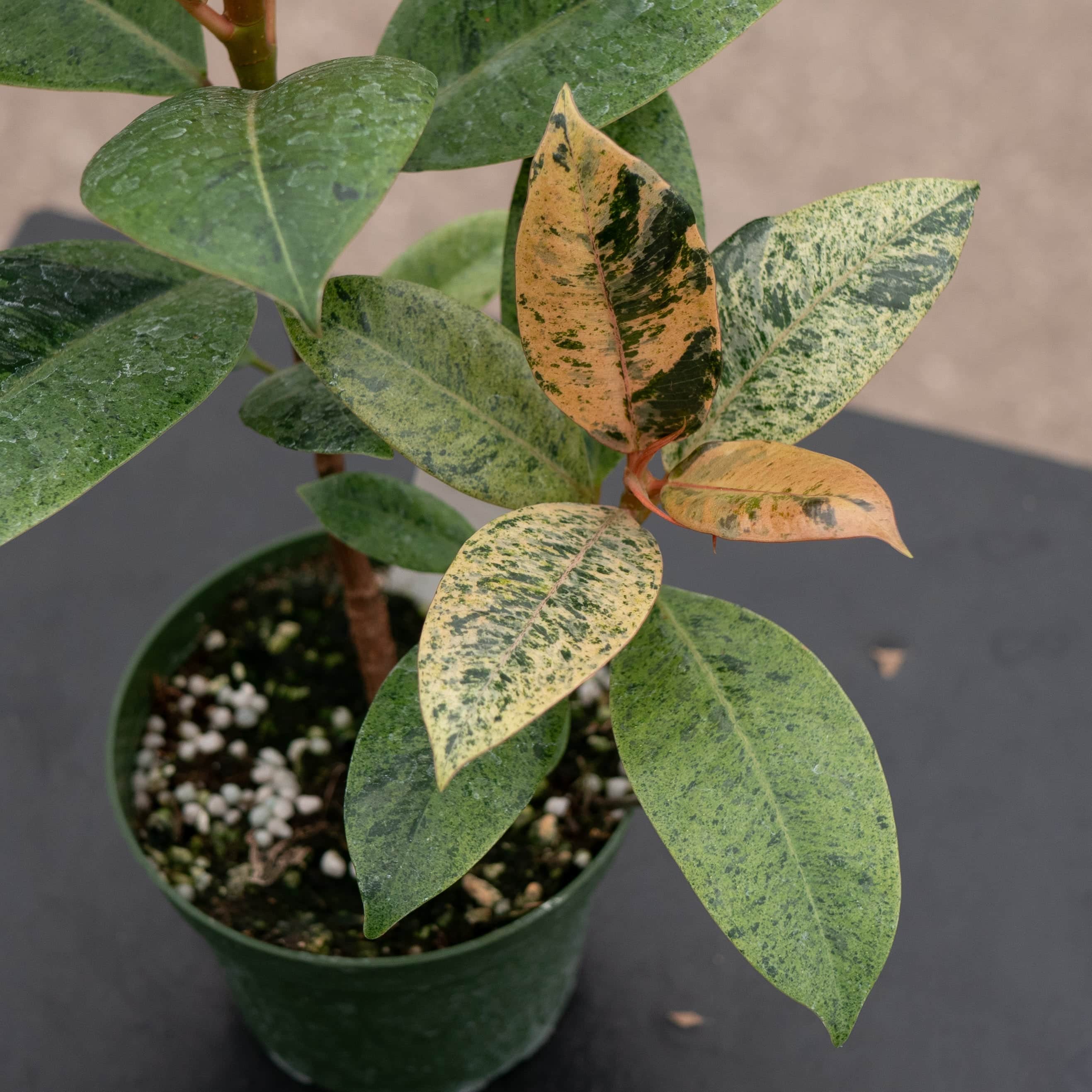 Gabriella Plants Ficus elastica Shivereana - Thumbnail 2