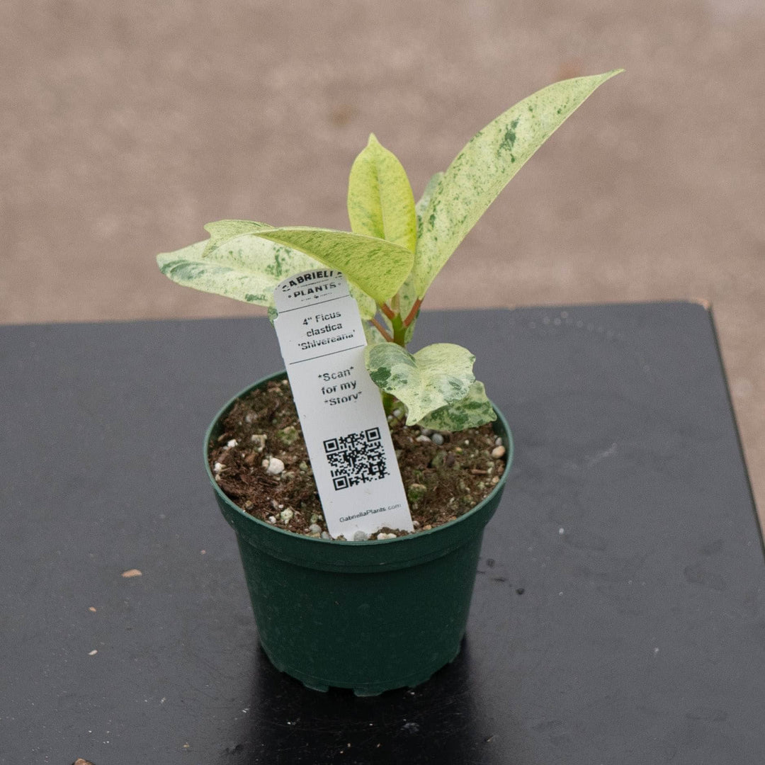 Gabriella Plants Ficus 4" Ficus elastica 'Shivereana'
