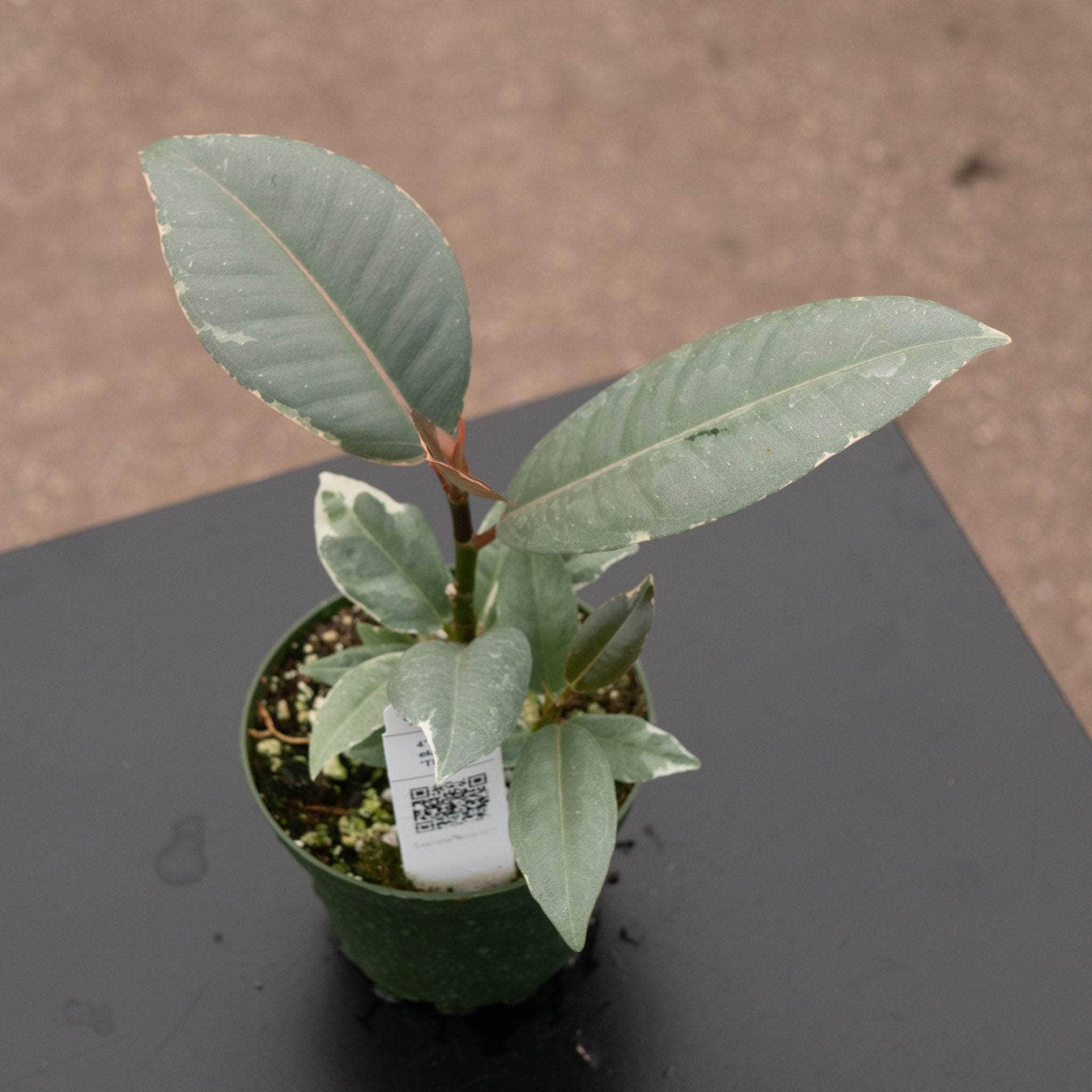 ficus tineke rubber tree plant Ficus elastica 'Tineke'