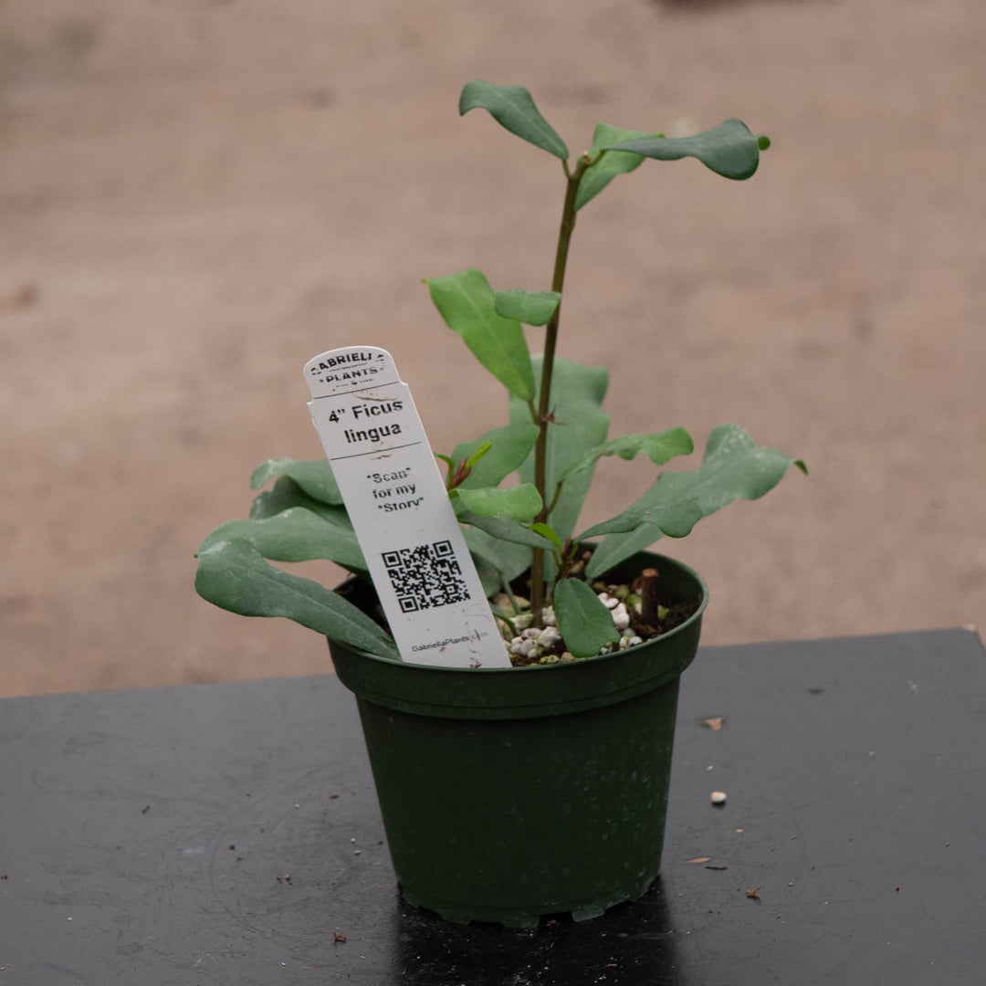 Gabriella Plants Ficus 4" Ficus lingua