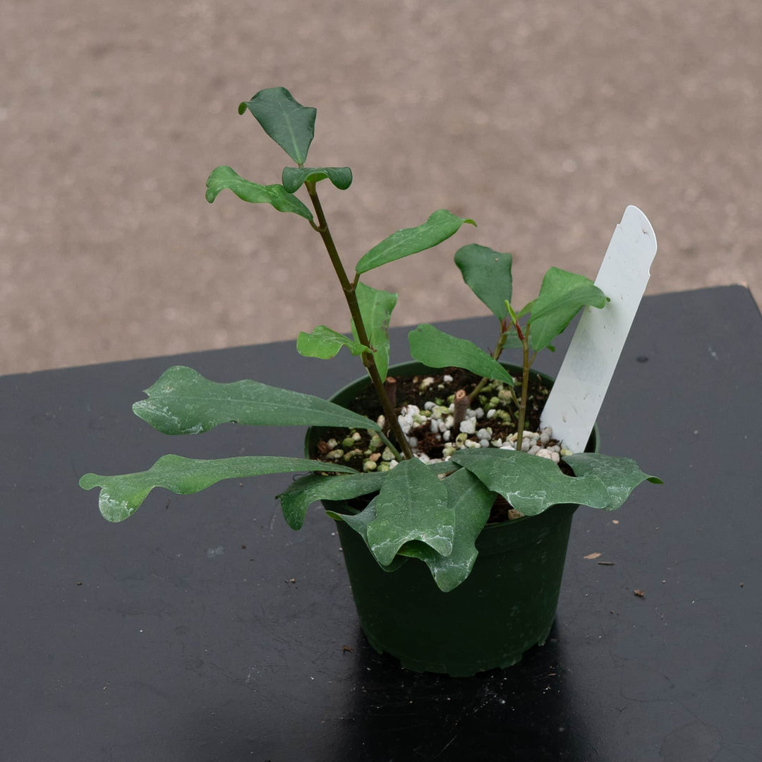 Gabriella Plants Ficus 4" Ficus lingua