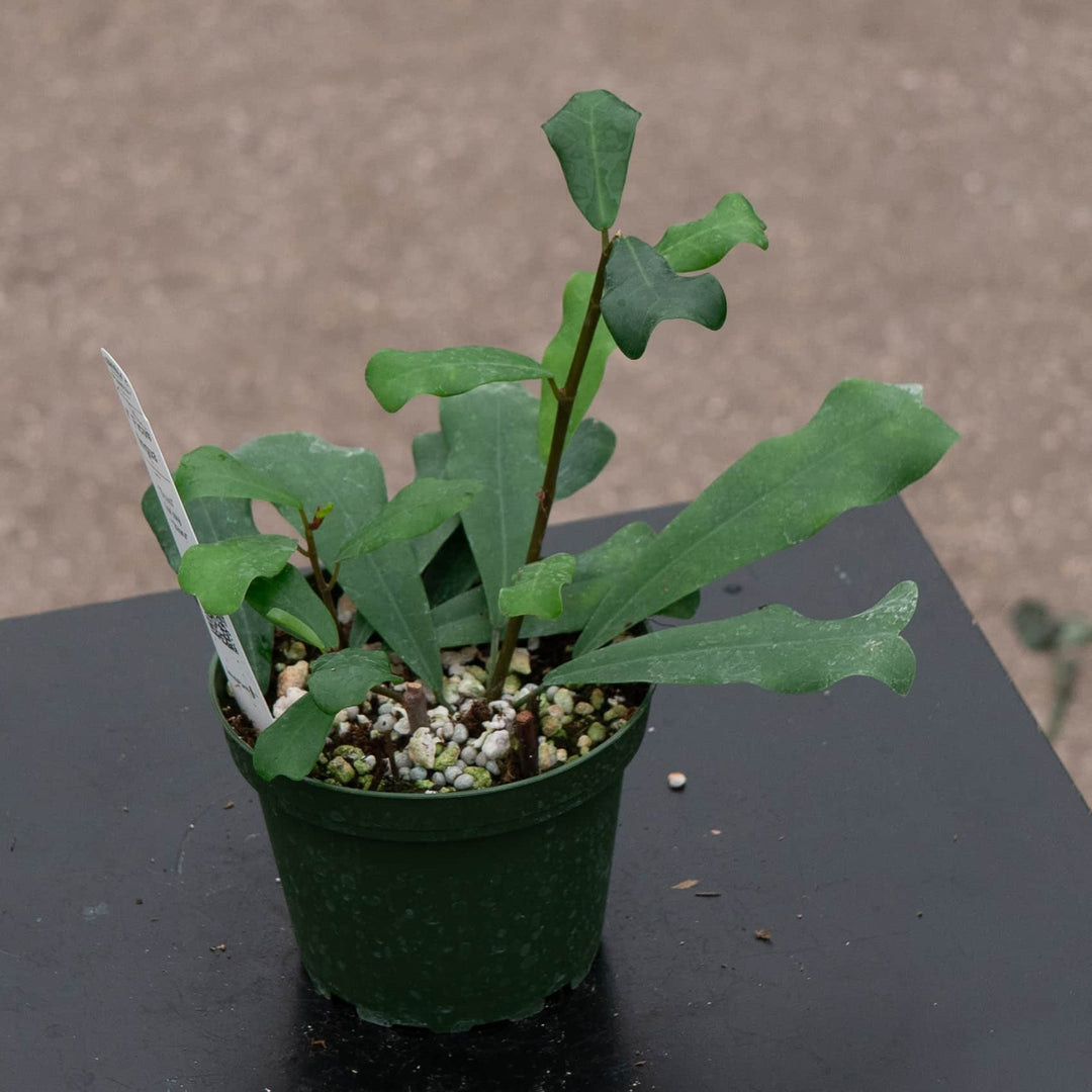 Gabriella Plants Ficus 4" Ficus lingua