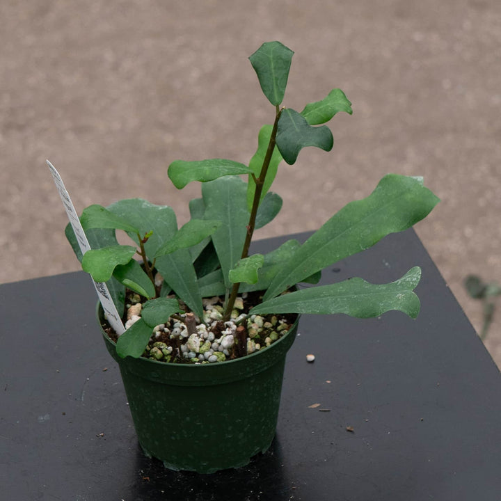 Gabriella Plants Ficus 4" Ficus lingua