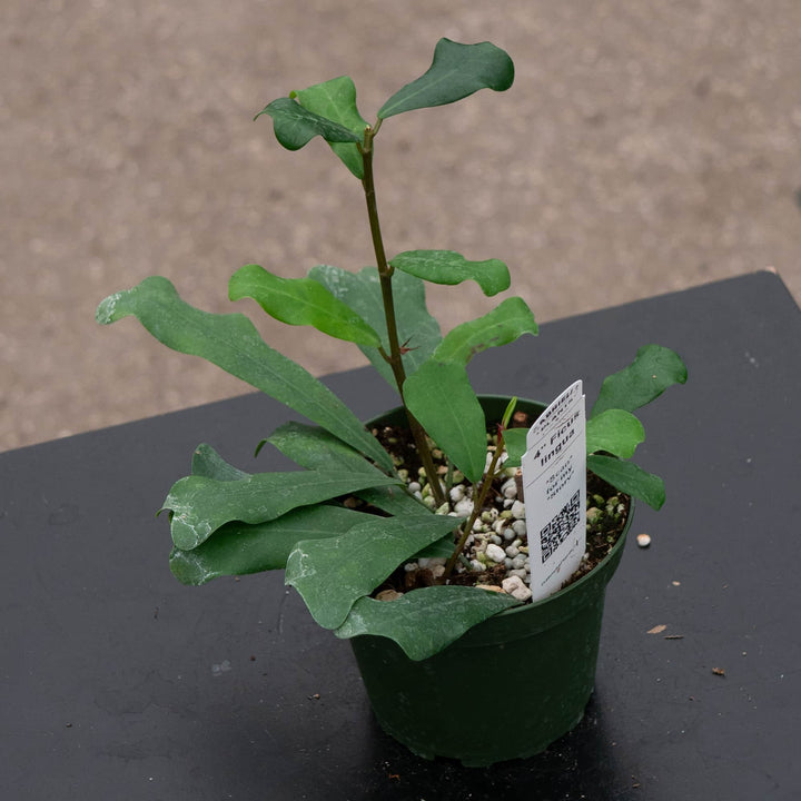 Gabriella Plants Ficus 4" Ficus lingua