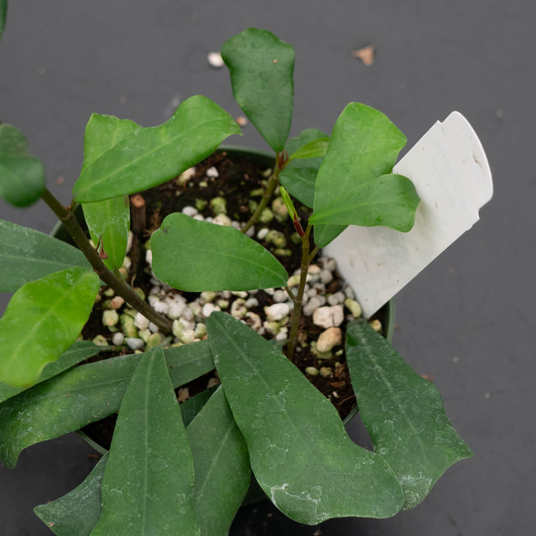 Gabriella Plants Ficus 4" Ficus lingua