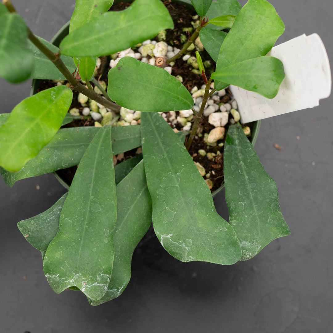 Gabriella Plants Ficus 4" Ficus lingua