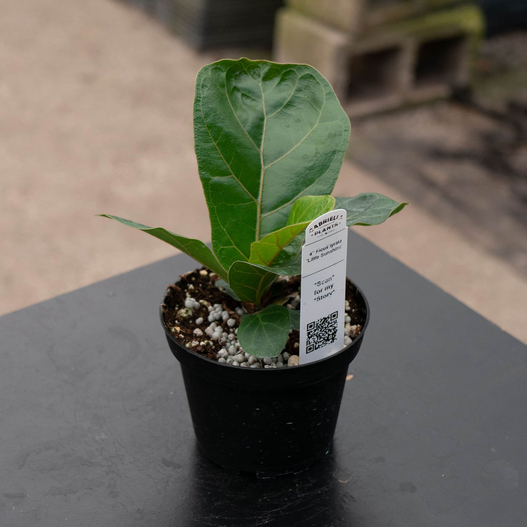 little leaf fiddle leaf fig Ficus lyrata 'Little Sunshine'