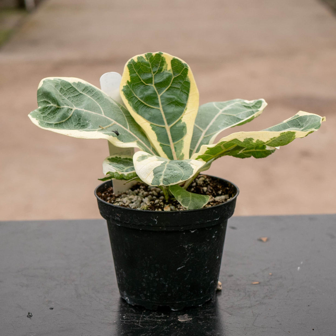 Gabriella Plants Ficus 4" Ficus lyrata variegated ‘Fiddle Leaf Fig’