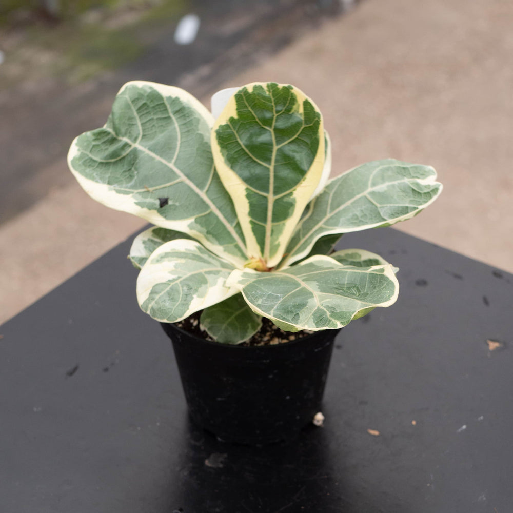 Gabriella Plants Ficus 4" Ficus lyrata variegated ‘Fiddle Leaf Fig’
