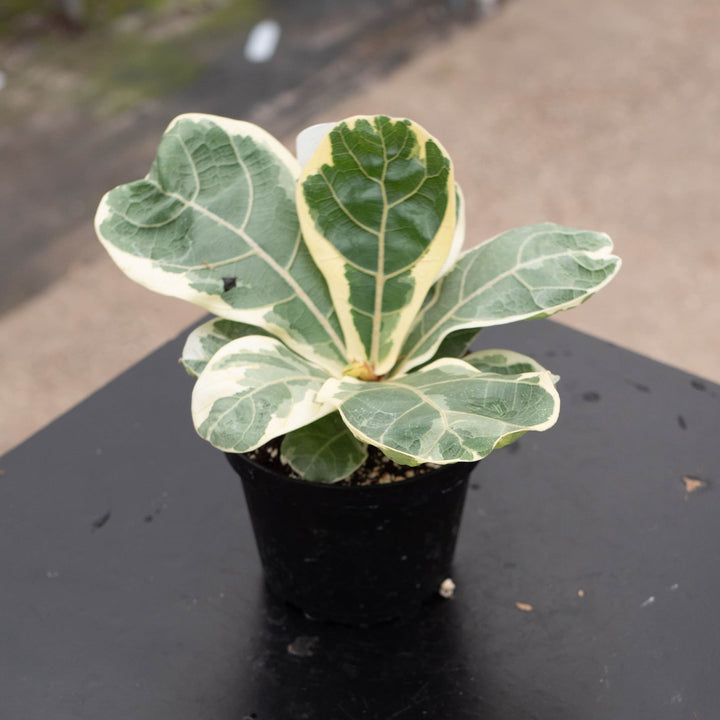 Gabriella Plants Ficus 4" Ficus lyrata variegated ‘Fiddle Leaf Fig’