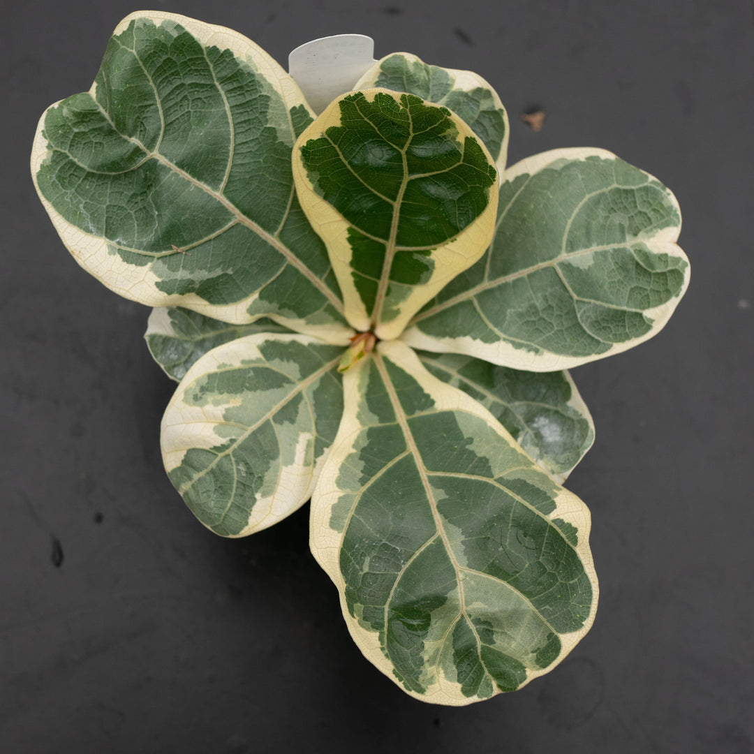 fiddle leaf fig wholesale Ficus lyrata variegated ‘Fiddle Leaf Fig’
