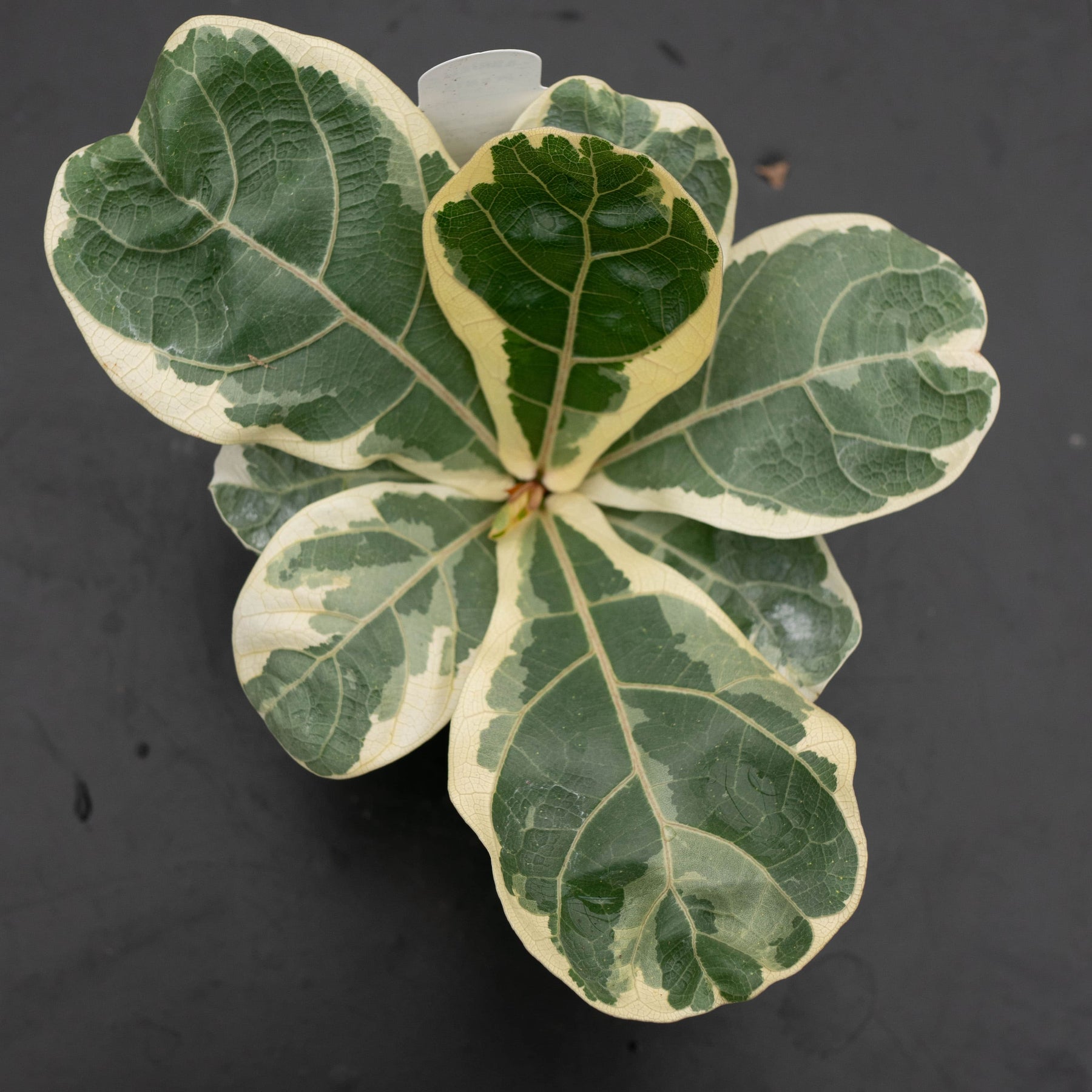 superthrive fiddle leaf fig Ficus lyrata variegated ‘Fiddle Leaf Fig’