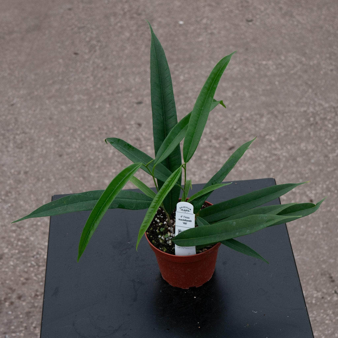 Gabriella Plants Ficus 4" Ficus maclellandii 'Alii'