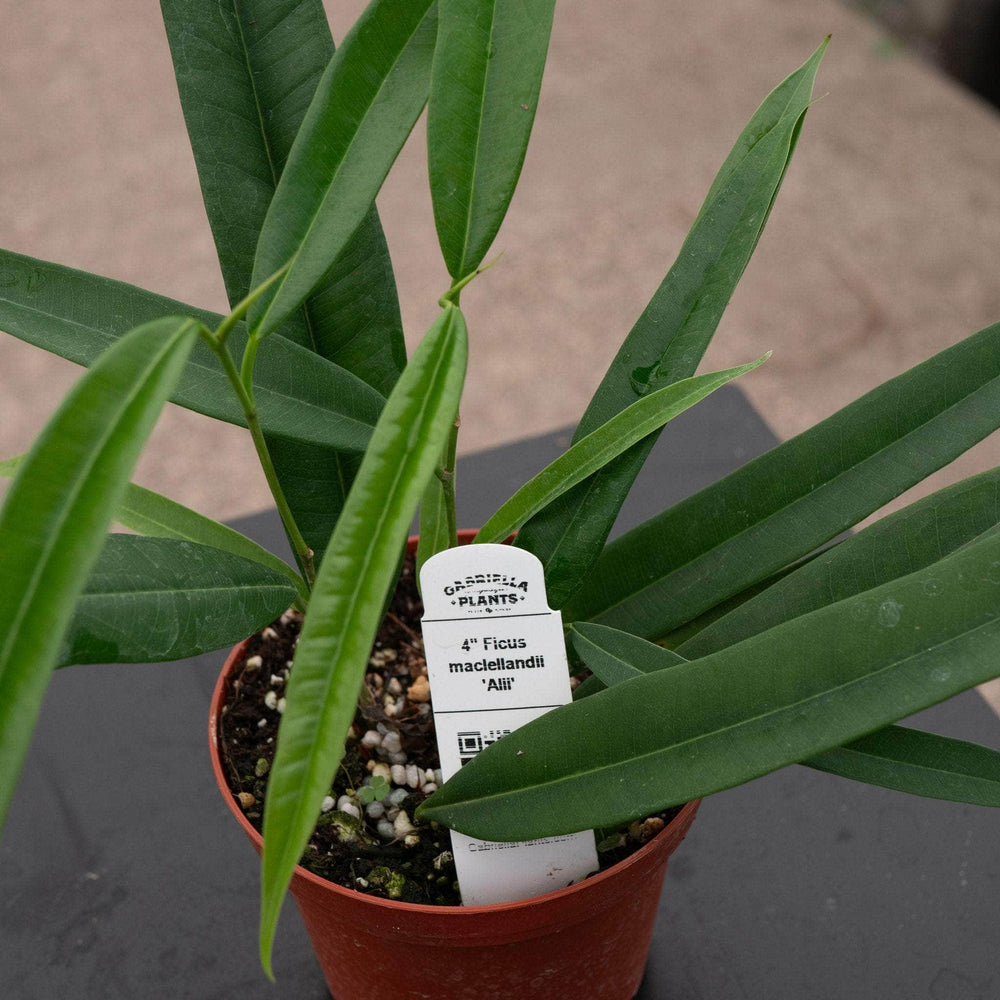 Gabriella Plants Ficus 4" Ficus maclellandii 'Alii'