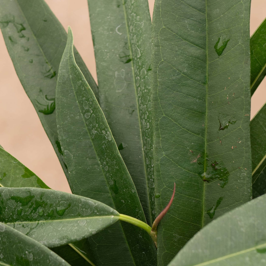 Gabriella Plants Ficus 4" Ficus maclellandii 'Alii'
