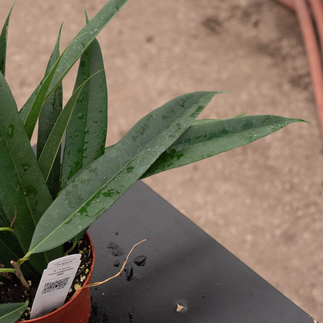 Gabriella Plants Ficus 4" Ficus maclellandii 'Alii'