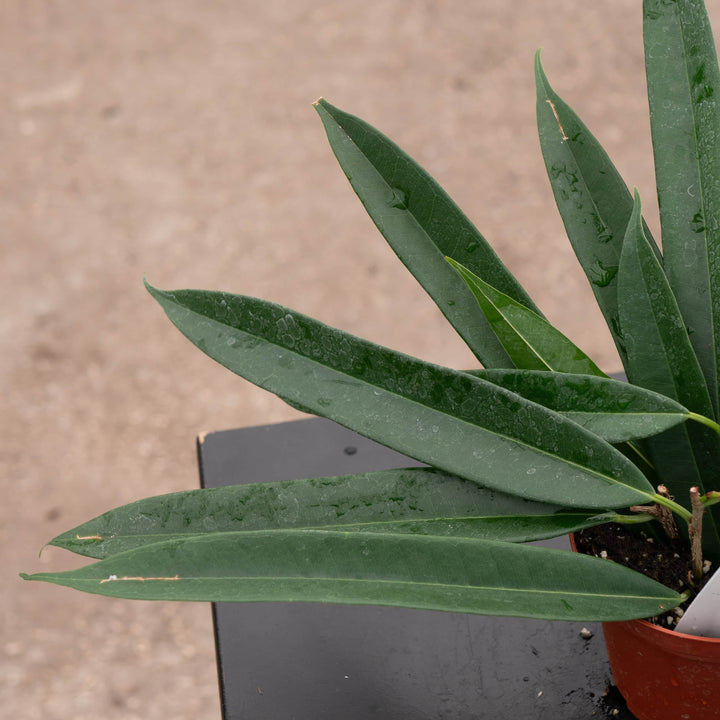 Gabriella Plants Ficus 4" Ficus maclellandii 'Alii'