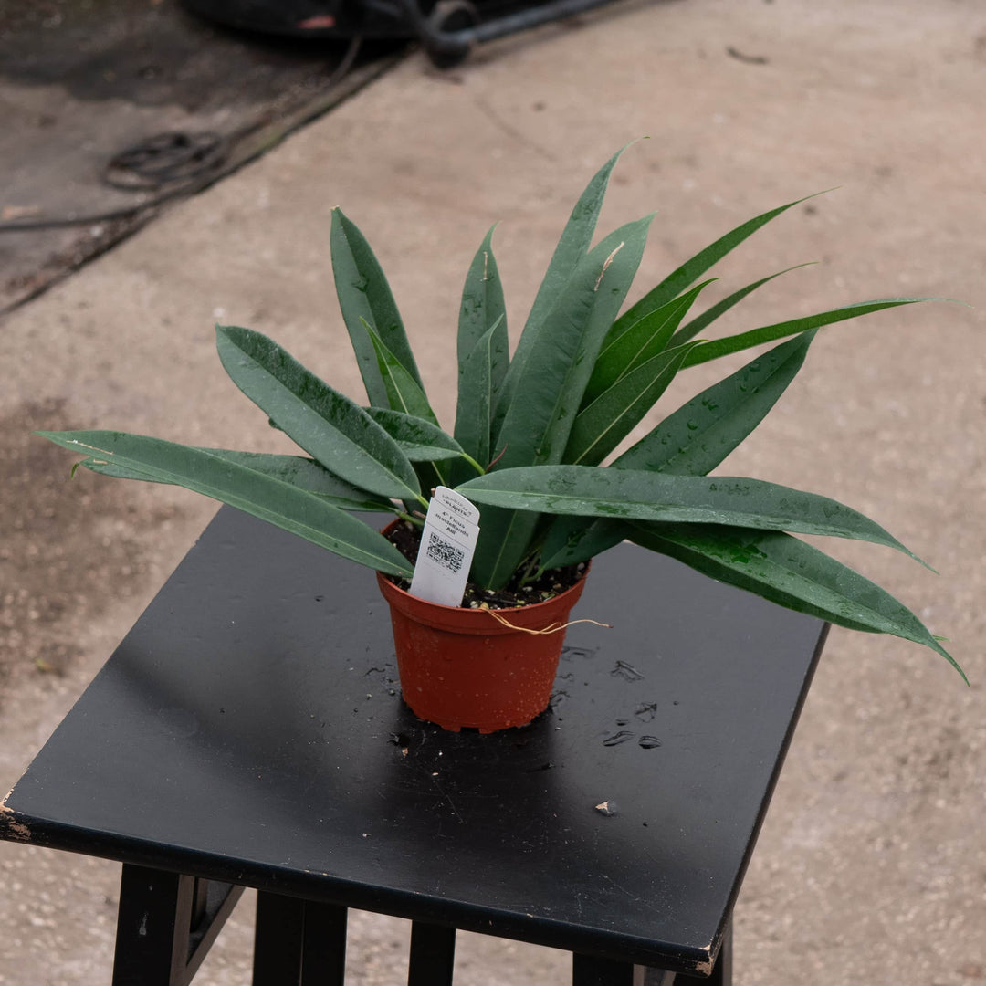 Gabriella Plants Ficus 4" Ficus maclellandii 'Alii'