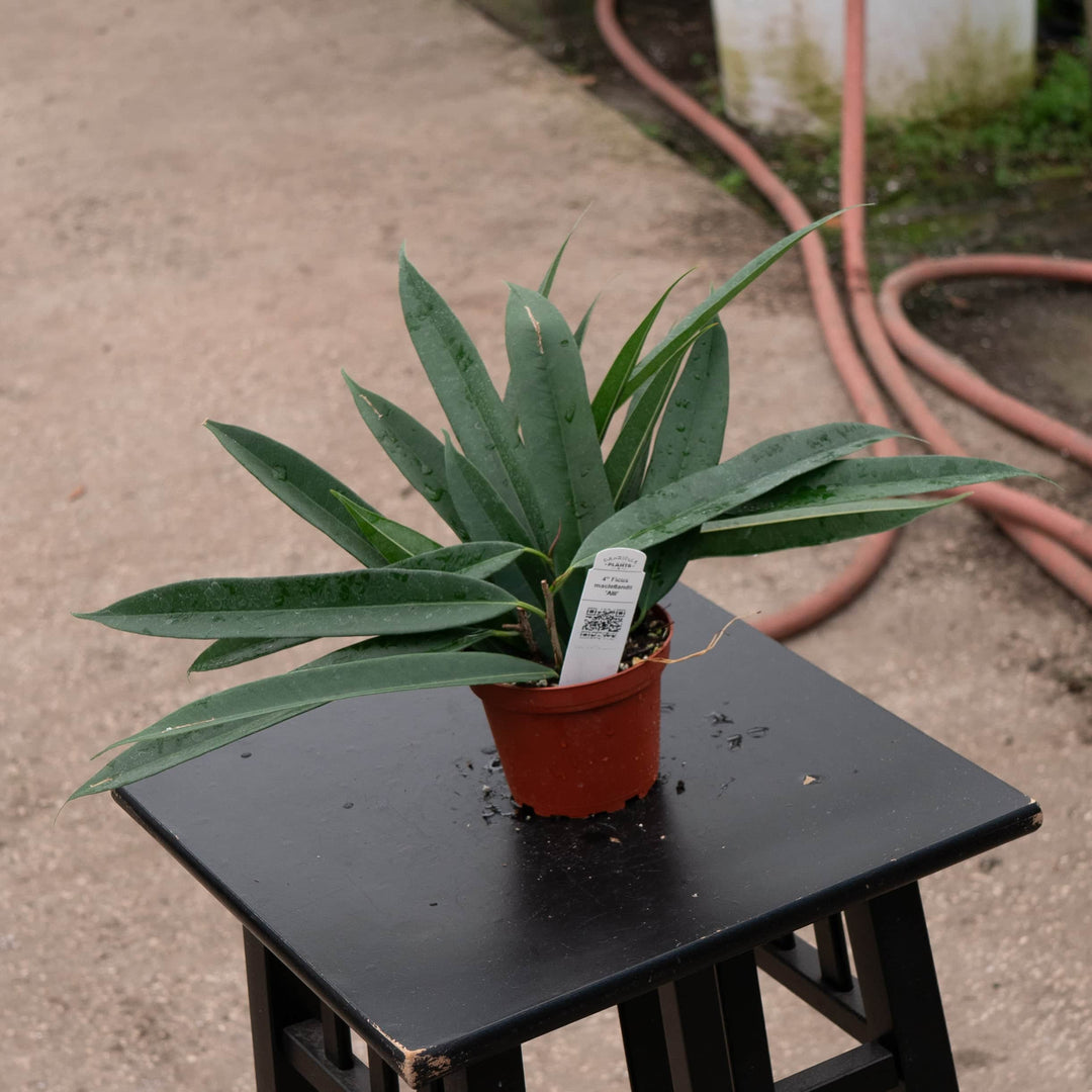 Gabriella Plants Ficus 4" Ficus maclellandii 'Alii'