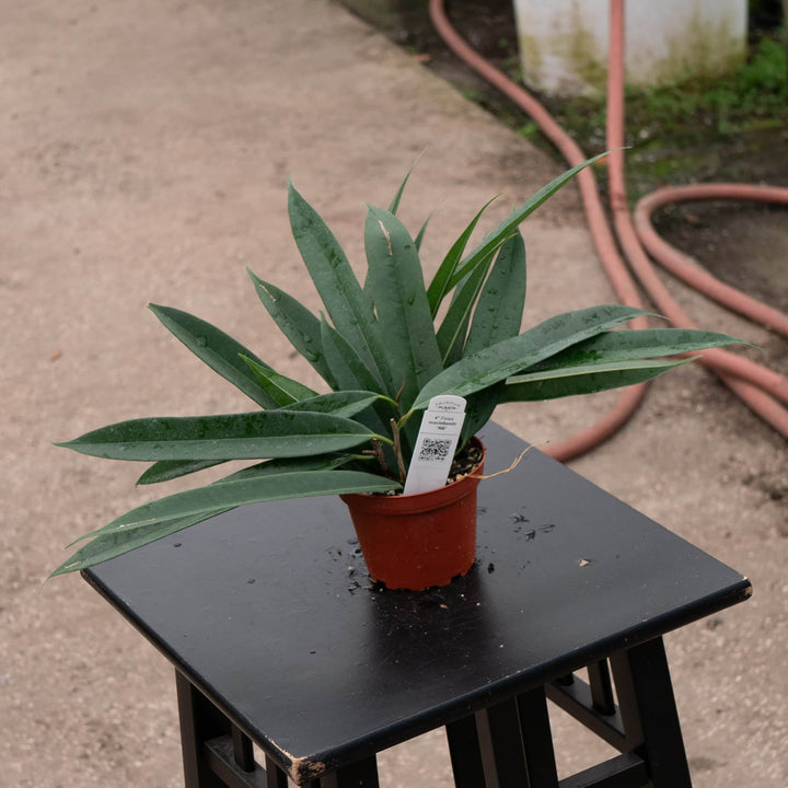 Gabriella Plants Ficus 4" Ficus maclellandii 'Alii'