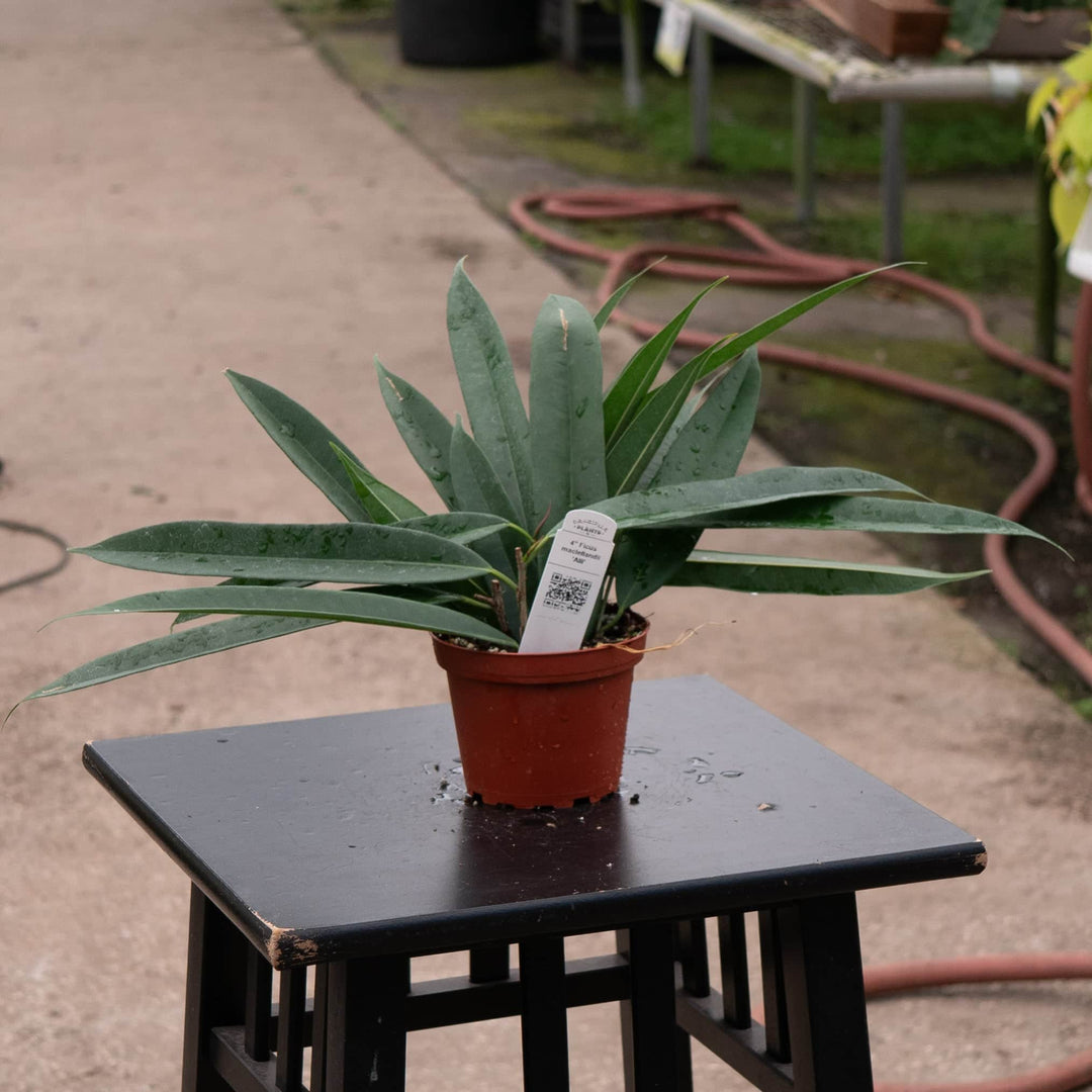 Gabriella Plants Ficus 4" Ficus maclellandii 'Alii'