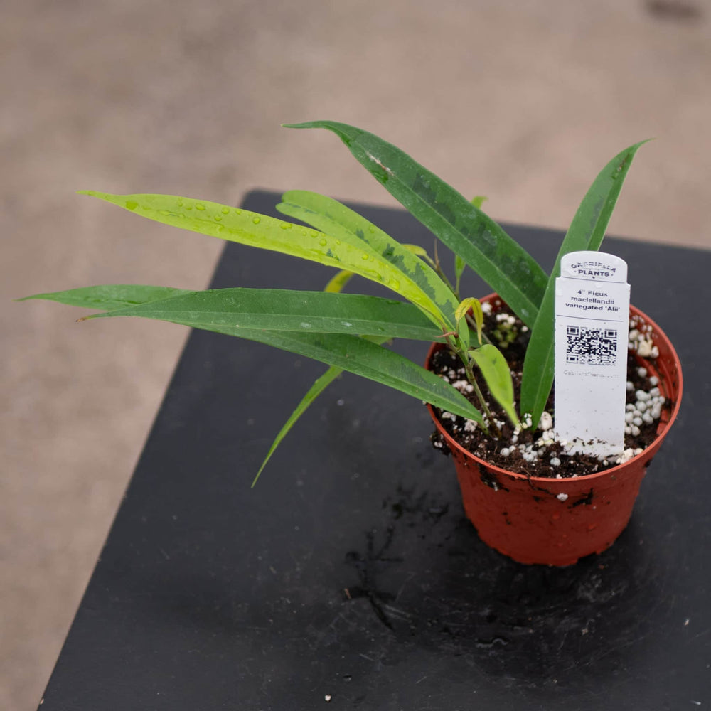 Gabriella Plants Ficus 4" Ficus maclellandii variegated 'Alii'