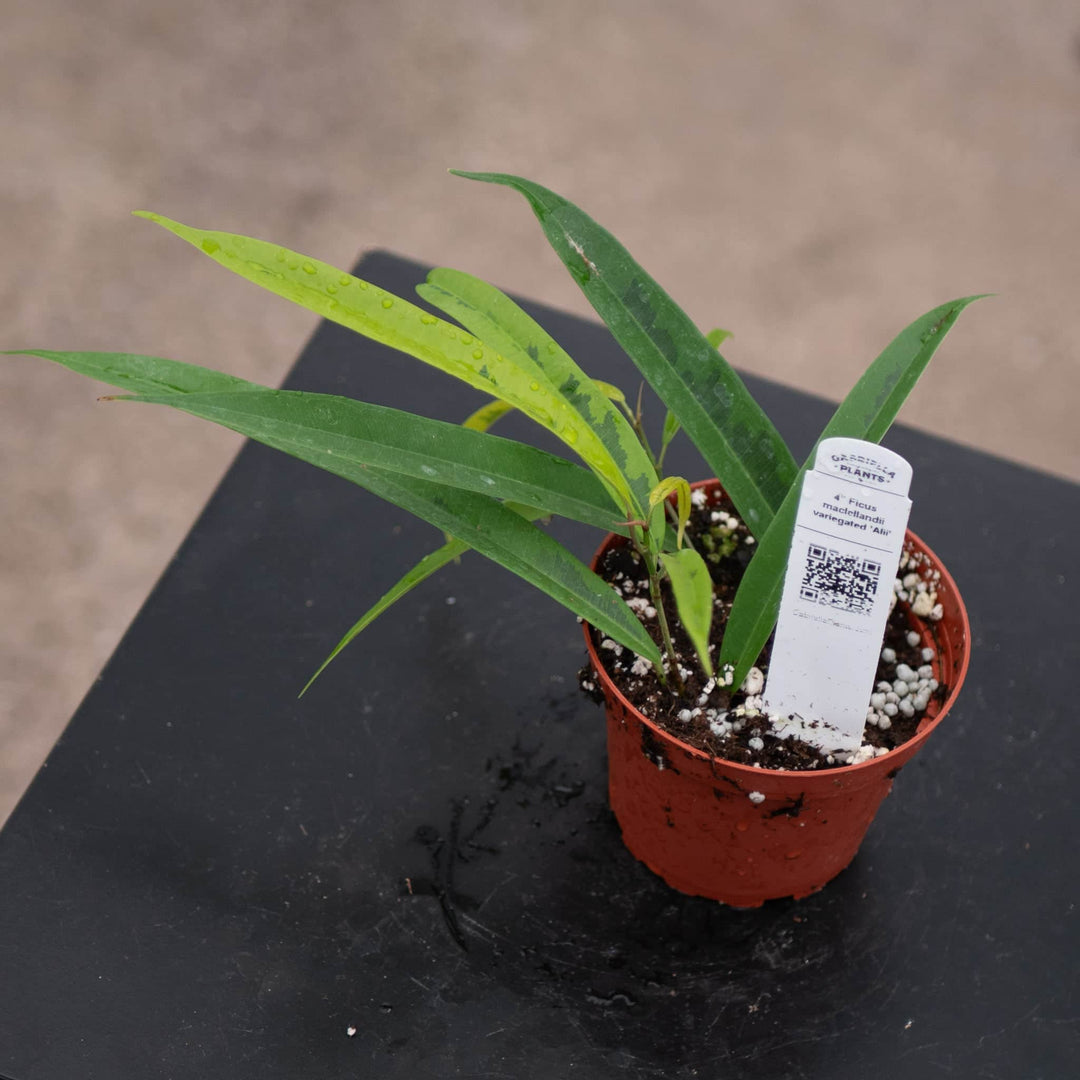 Gabriella Plants Ficus 4" Ficus maclellandii variegated 'Alii'