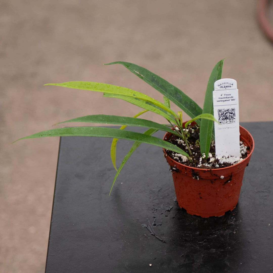 Gabriella Plants Ficus 4" Ficus maclellandii variegated 'Alii'