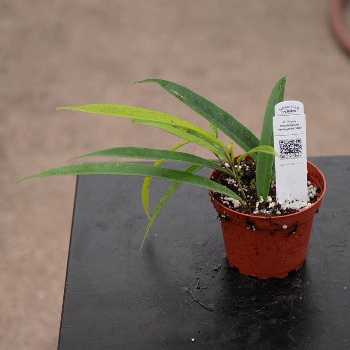 Gabriella Plants Ficus 4" Ficus maclellandii variegated 'Alii'