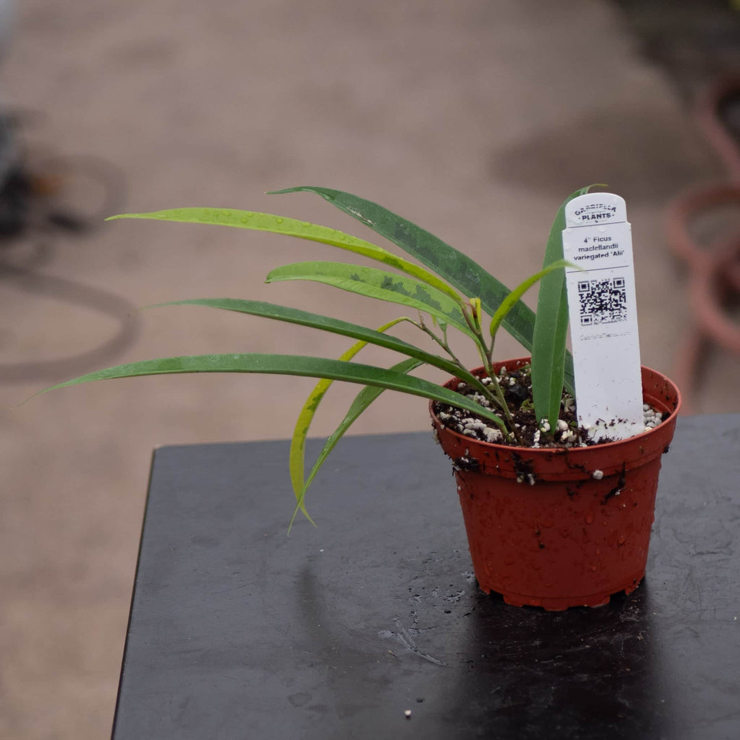 Gabriella Plants Ficus 4" Ficus maclellandii variegated 'Alii'