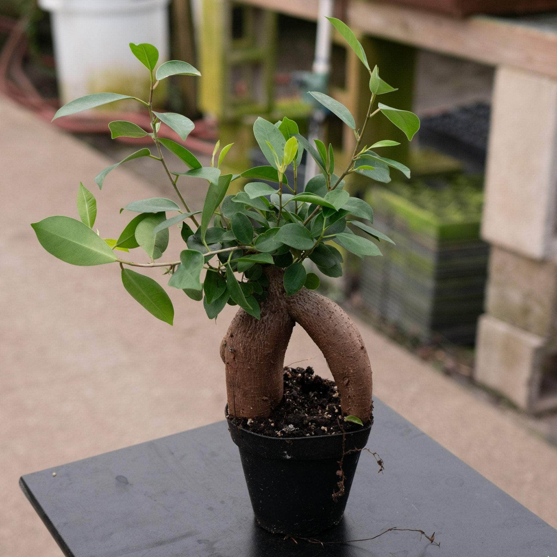 ficus microcarpa ginseng bonsai tree Ficus microcarpa 'Ginseng'