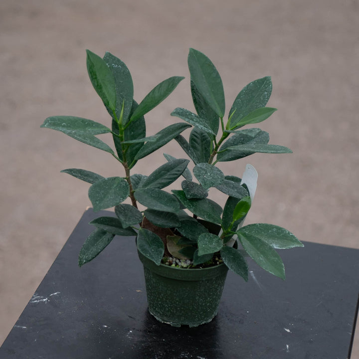 Gabriella Plants Ficus 4" Ficus microcarpa 'Green Island'