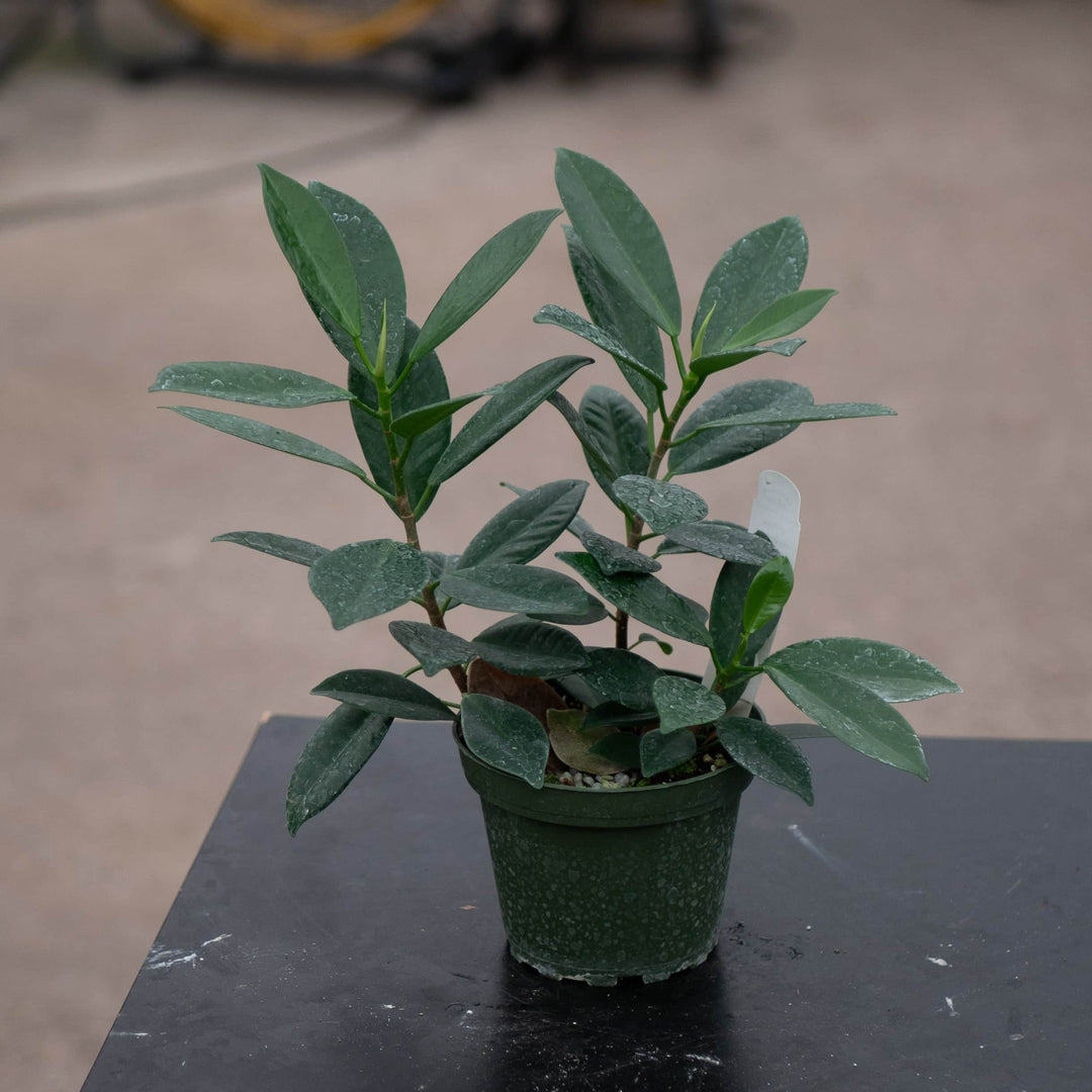 Gabriella Plants Ficus 4" Ficus microcarpa 'Green Island'