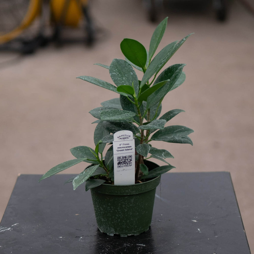 Gabriella Plants Ficus 4" Ficus microcarpa 'Green Island'