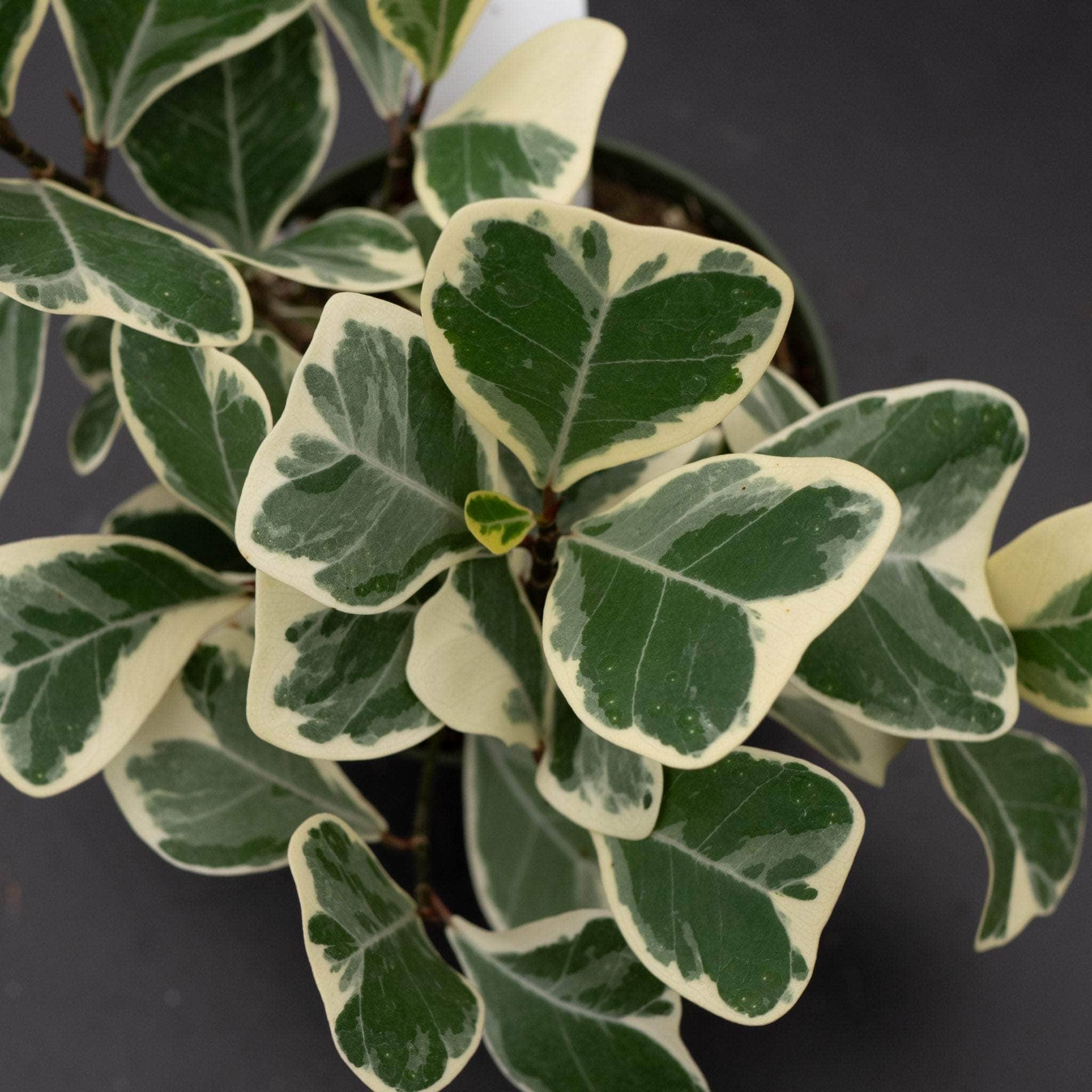 Ficus natalensis subsp. leprieurii 'Variegata' (Triangularis