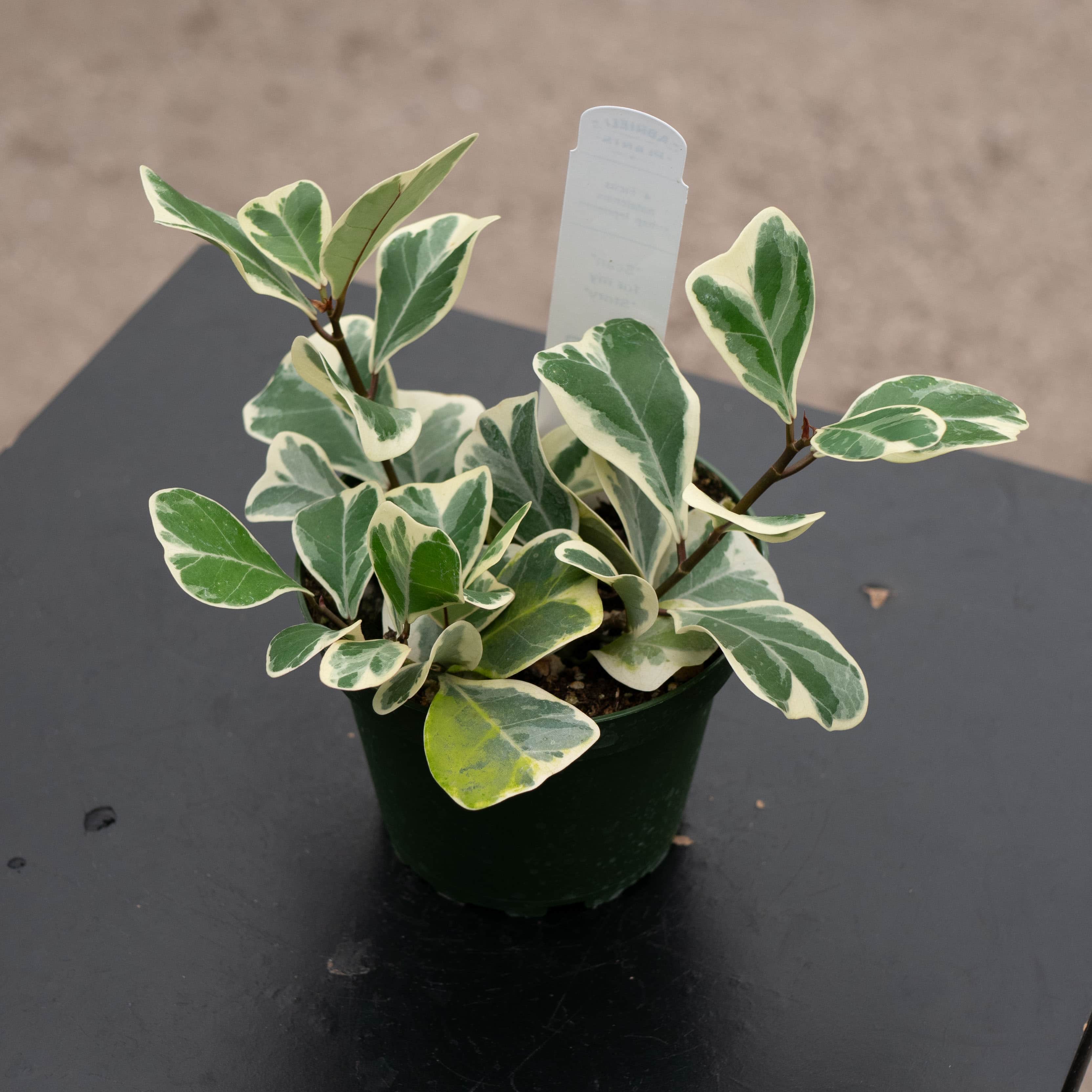 Ficus retusa variegated フィカス パンダガジュマル 斑入 パンダガジュマル 斑入り | GREEN LUCK