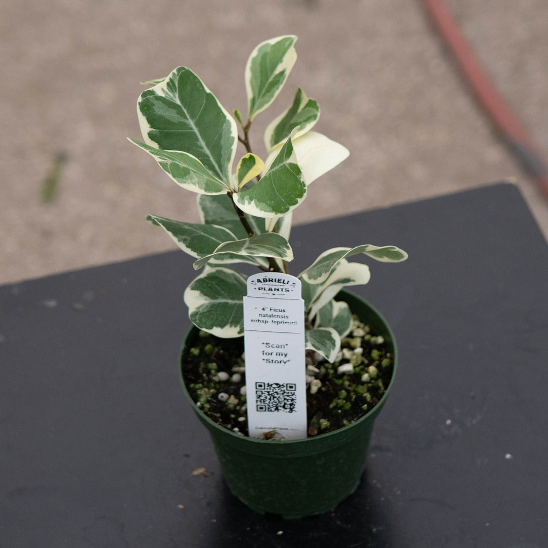 Gabriella Plants Ficus 4" Ficus natalensis subsp. leprieurii &