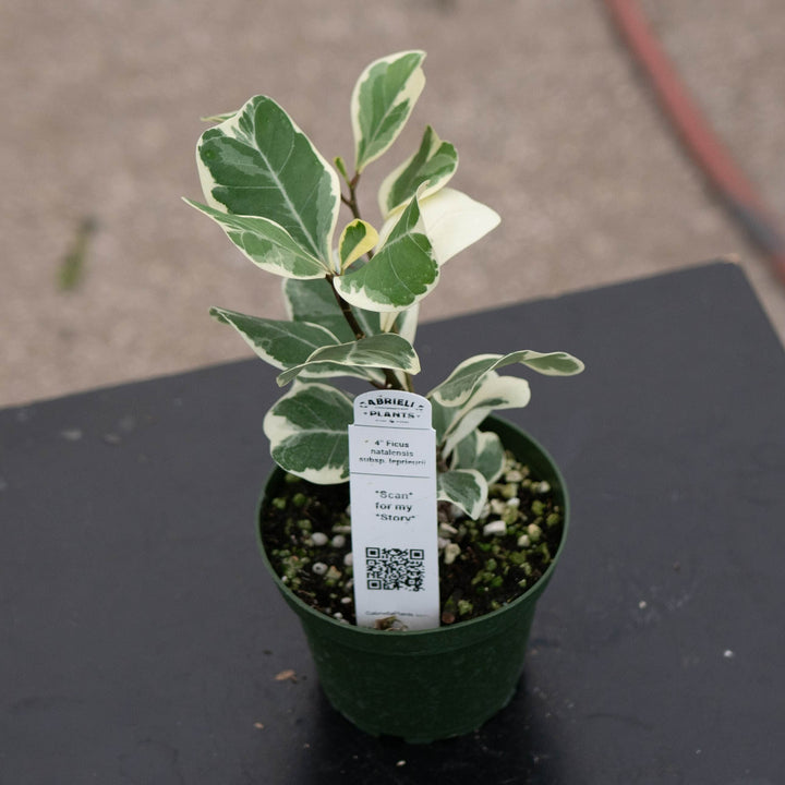 Gabriella Plants Ficus 4" Ficus natalensis subsp. leprieurii &