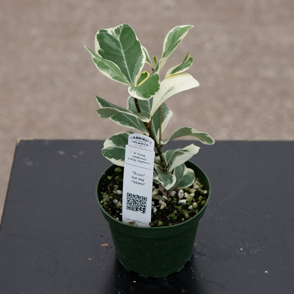 Gabriella Plants Ficus 4" Ficus natalensis subsp. leprieurii 'Variegata' (Triangularis Variegata)