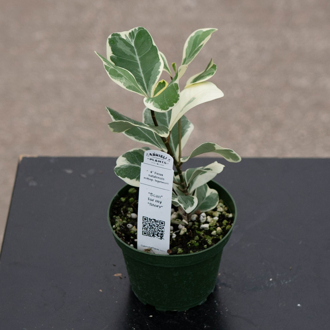 Gabriella Plants Ficus 4" Ficus natalensis subsp. leprieurii &