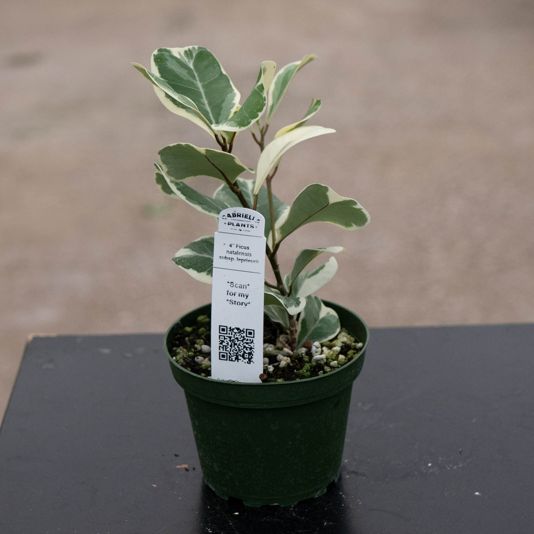 Gabriella Plants Ficus 4" Ficus natalensis subsp. leprieurii 'Variegata' (Triangularis Variegata)