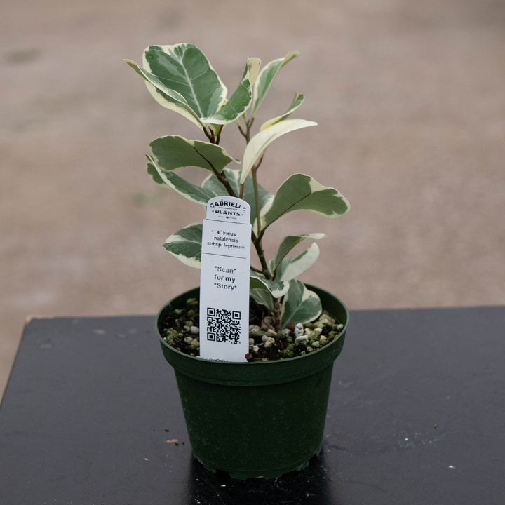 Gabriella Plants Ficus 4" Ficus natalensis subsp. leprieurii &