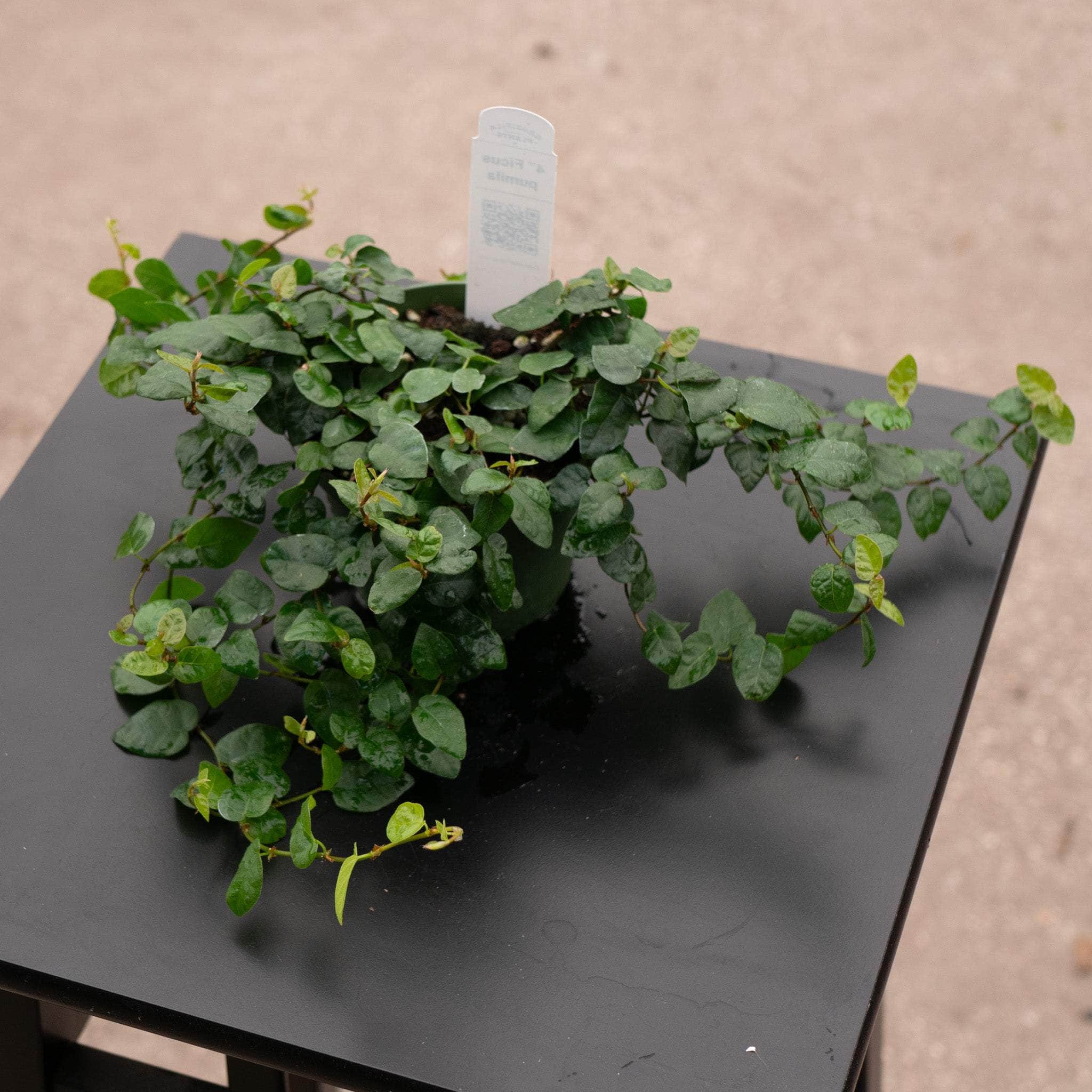 ficus hanging plant Ficus pumila