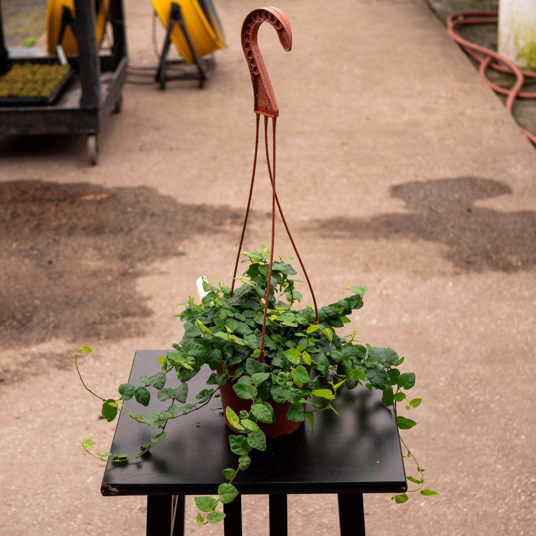 ficus hanging plant Ficus pumila