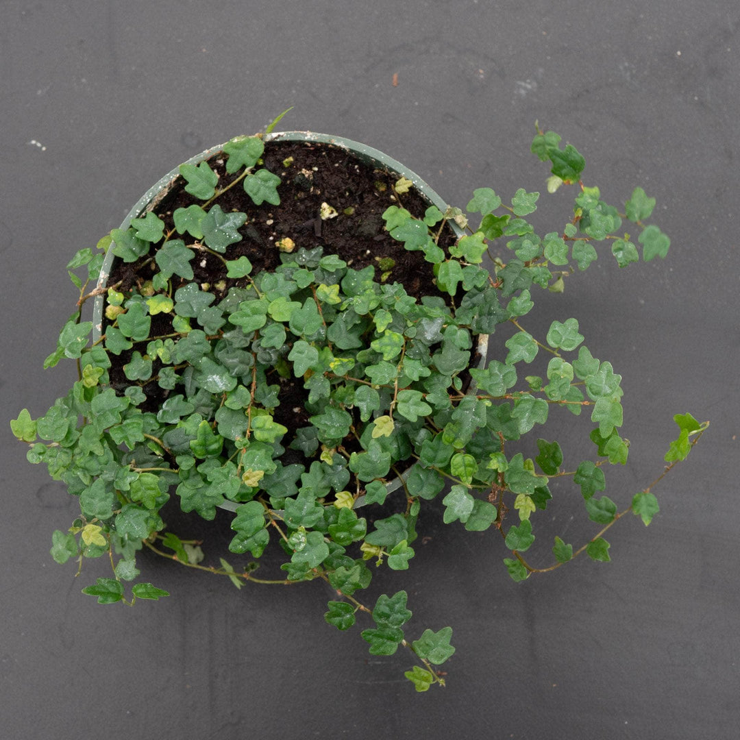 Gabriella Plants Ficus Ficus pumila 'Quercifolia' "Oak Leaf"