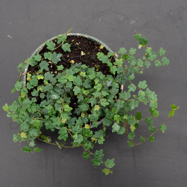 Gabriella Plants Ficus Ficus pumila 'Quercifolia' "Oak Leaf"