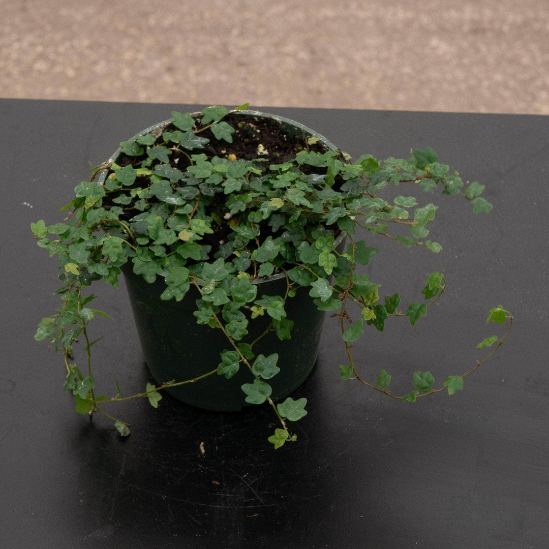 Gabriella Plants Ficus Ficus pumila 'Quercifolia' "Oak Leaf"