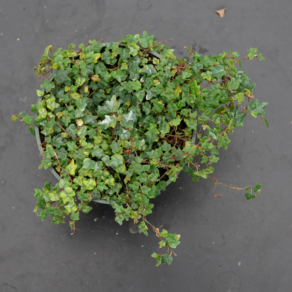 Gabriella Plants Ficus Ficus pumila 'Quercifolia' "Oak Leaf"